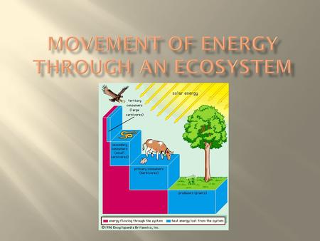  the transfer of energy and matter in the form of food when one organism eats another organism.