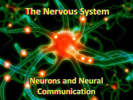 The Nervous System Our nervous system is involved in thinking, dreaming, feeling, moving, sleeping, and more Regulates internal functions When we learn.