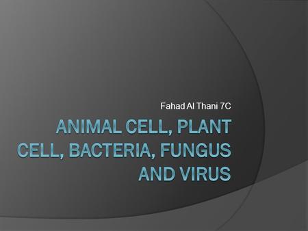 Fahad Al Thani 7C. Animal Cell  Enclosed by a plasma membrane  Contains a membrane-bound nucleus and organelles.  Unlike the cells of plants and fungi,