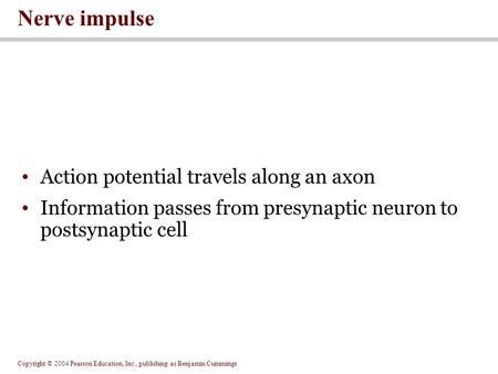 Copyright © 2004 Pearson Education, Inc., publishing as Benjamin Cummings Action potential travels along an axon Information passes from presynaptic neuron.