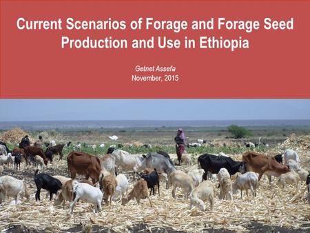 Current Scenarios of Forage and Forage Seed Production and Use in Ethiopia Getnet Assefa November, 2015.