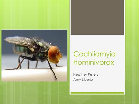 Cochliomyia hominivorax Heather Peters Amy Liberio.