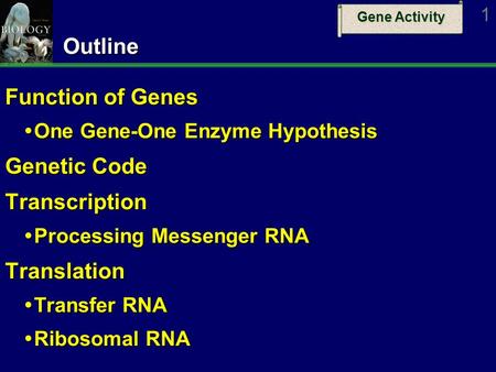 Gene Activity 1Outline Function of Genes  One Gene-One Enzyme Hypothesis Genetic Code Transcription  Processing Messenger RNA Translation  Transfer.