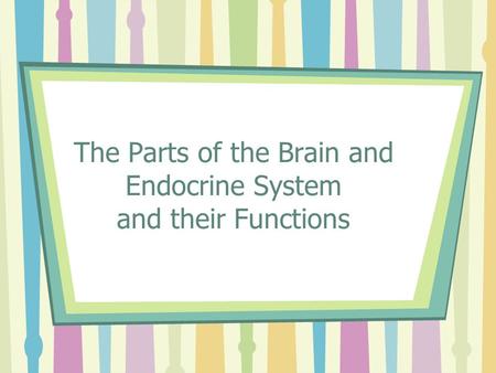 The Parts of the Brain and Endocrine System and their Functions.