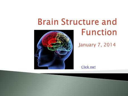 Brain Structure and Function