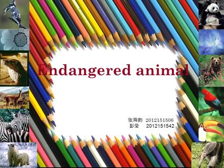 Endangered animal 张海韵 2012151506 彭莹 2012151542.