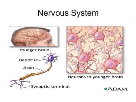 Nervous System. Neuron (nerve cell) StructureFunction Cell BodyCentral part of the neuron. It contains the nucleus of the cell. where most protein.