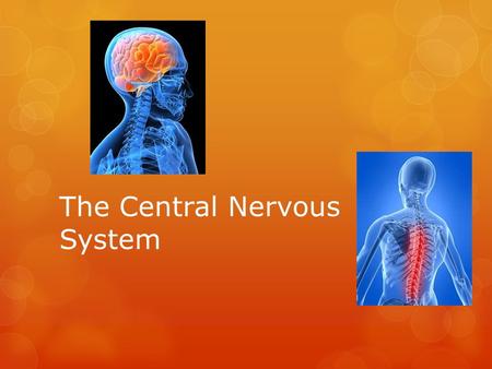 The Central Nervous System. The Nervous System  The Central Nervous System consists of the brain and the spinal cord  Nerves branching off the brain.