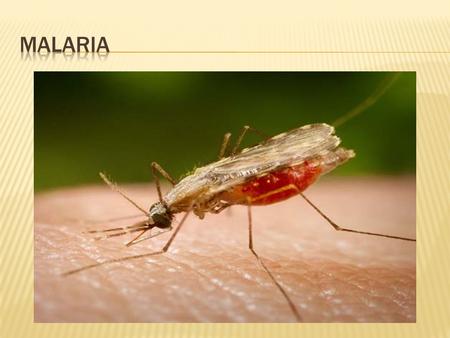  Begins with a mosquito bite by the infected insect  Malaria symptoms appear about 9 to 14 days after the infectious mosquito bite  Typically, malaria.