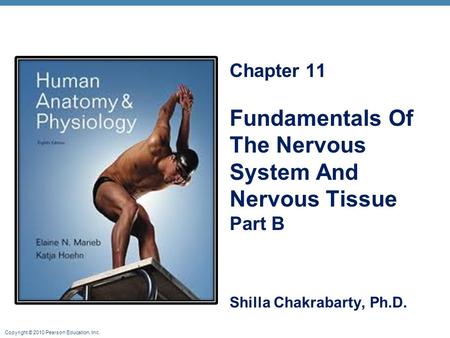 Copyright © 2010 Pearson Education, Inc. Chapter 11 Fundamentals Of The Nervous System And Nervous Tissue Part B Shilla Chakrabarty, Ph.D.