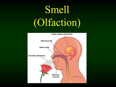 Smell (Olfaction). Smell is a chemical sense. You inhale something of whatever of whoever it is you smell. You smell something when molecules of a substance.