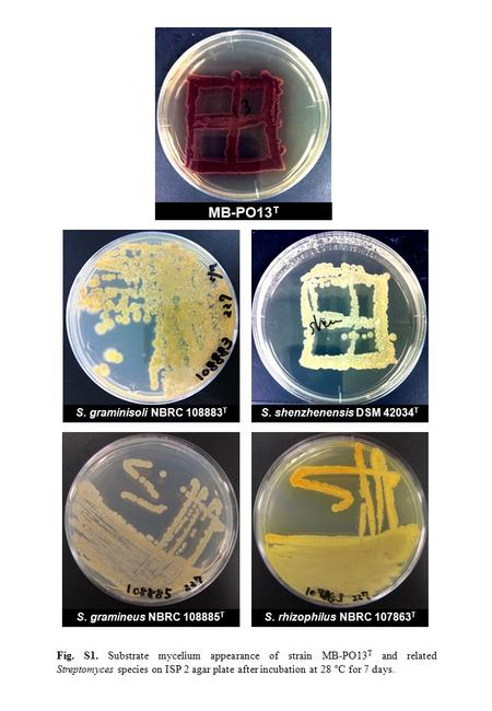 MB-PO13 T S. graminisoli NBRC 108883 T S. shenzhenensis DSM 42034 T Fig. S1. Substrate mycelium appearance of strain MB-PO13 T and related Streptomyces.