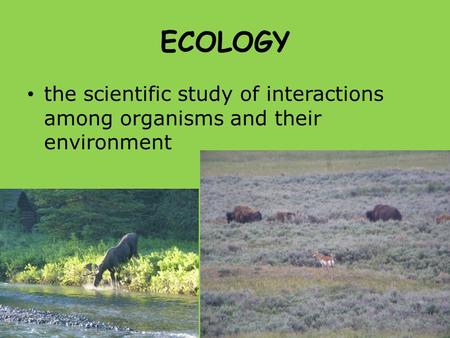 ECOLOGY the scientific study of interactions among organisms and their environment.