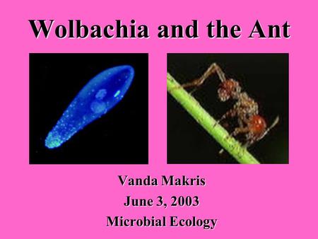 Wolbachia and the Ant Vanda Makris June 3, 2003 Microbial Ecology.