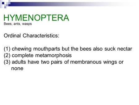 Ordinal Characteristics: (1) chewing mouthparts but the bees also suck nectar (2) complete metamorphosis (3) adults have two pairs of membranous wings.