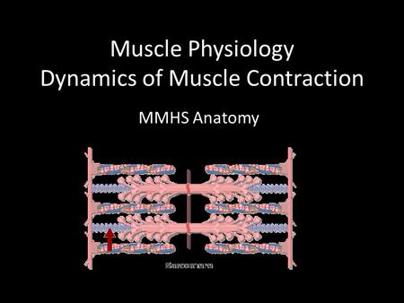 Muscle Physiology Dynamics of Muscle Contraction MMHS Anatomy.