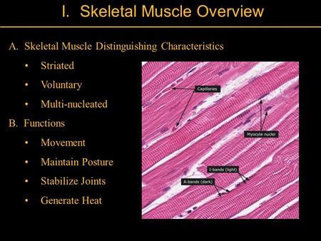 II. Skeletal Muscle Overview A. Skeletal Muscle Distinguishing Characteristics Striated Voluntary Multi-nucleated B. Functions Movement Maintain Posture.