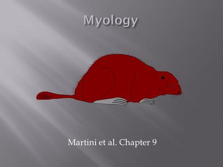 Martini et al. Chapter 9. Study of muscular tissue (mus = mouse, -cle = little) What are the Muscular Tissues like? Excitability (irritability) Contractility.