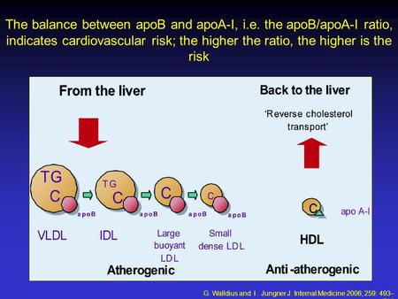 The balance between apoB and apoA-I, i.e. the apoB/apoA-I ratio, indicates cardiovascular risk; the higher the ratio, the higher is the risk G. Walldius.