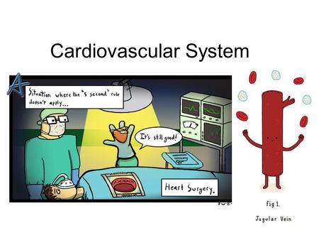 Cardiovascular System