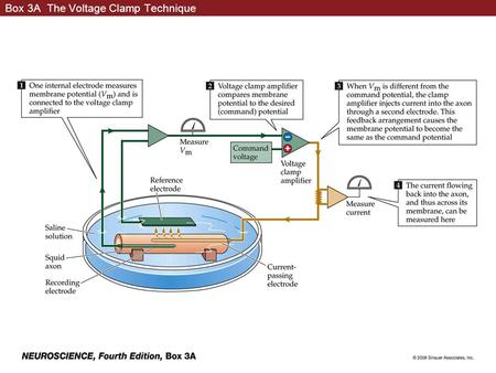 Box 3A The Voltage Clamp Technique