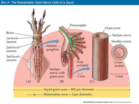 Box A The Remarkable Giant Nerve Cells of a Squid