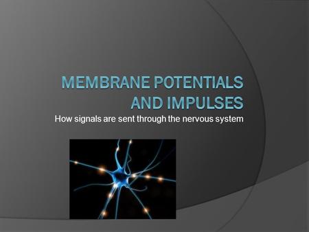 How signals are sent through the nervous system. Synapse  Synapse = Junction between two connecting neurons Synaptic cleft-between the neurons, signal.