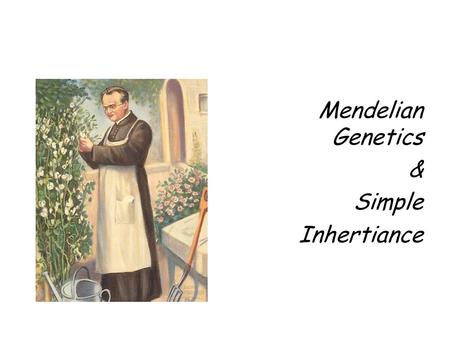 Mendelian Genetics & Simple Inhertiance. So Who’s Mendel? An Austrian monk named Gregor Mendel. Mendel spent his time breeding pea plants. As he did this.