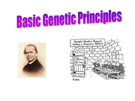 phenotypes genotypes heterozygous homozygous Tall Tt x Tt 25 % TT 25 % Tt 25 % tT 25 % tt 75 % tall 25 % short.