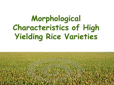 Morphological Characteristics of High Yielding Rice Varieties