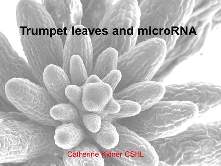 Trumpet leaves and microRNA Catherine Kidner CSHL.