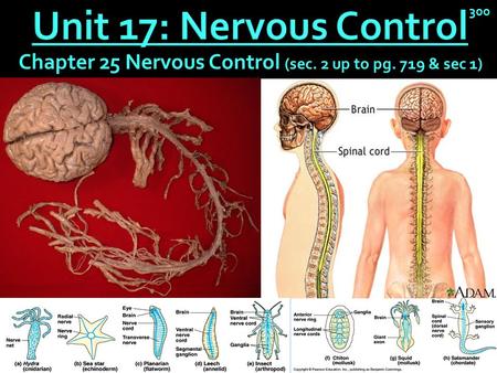 Chapter 25 Nervous Control (sec. 2 up to pg. 719 & sec 1)