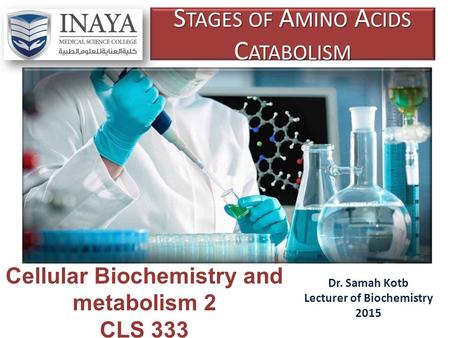 S TAGES OF A MINO A CIDS C ATABOLISM Dr. Samah Kotb Lecturer of Biochemistry 2015 Cellular Biochemistry and metabolism 2 CLS 333.