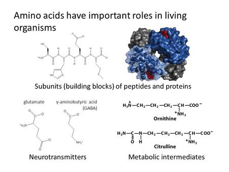 Amino acids have important roles in living organisms