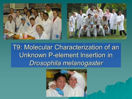 T9: Molecular Characterization of an Unknown P-element Insertion in Drosophila melanogaster.