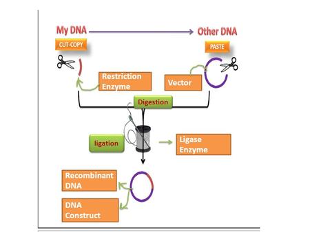 Restriction Enzyme Vector Ligase Enzyme Recombinant DNA DNA Construct Digestion ligation.