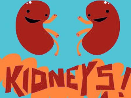 Kidney Regulation.