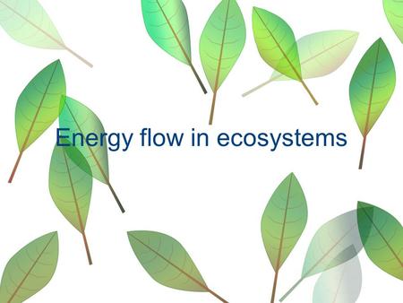 Energy flow in ecosystems