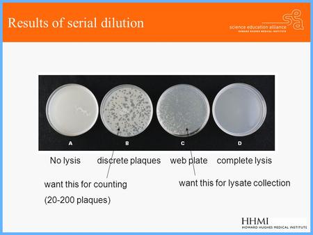 Results of serial dilution No lysis discrete plaques web plate complete lysis want this for counting (20-200 plaques) want this for lysate collection.