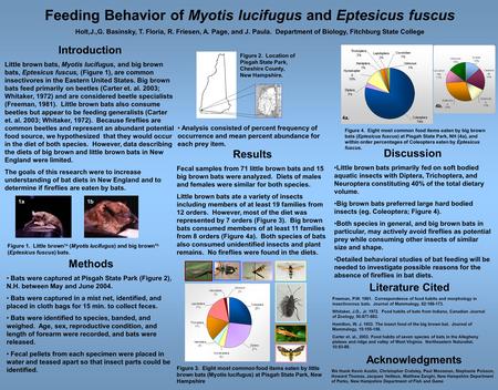 Feeding Behavior of Myotis lucifugus and Eptesicus fuscus Holt,J.,G. Basinsky, T. Floria, R. Friesen, A. Page, and J. Paula. Department of Biology, Fitchburg.