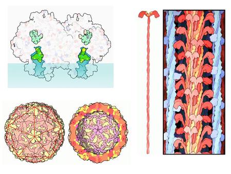 How many interactions are there? ~6,200 genes ~6,200 proteins x 2-10 interactions/protein ~12,000 - 62,000 interactions Yeast.