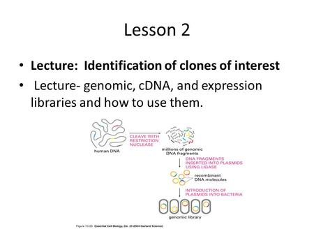 Lesson 2 Lecture: Identification of clones of interest