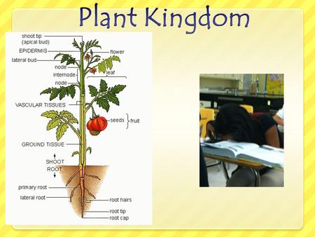 Plant Kingdom All plants are multicellular, with cell walls made of cellulose. Autotrophs- make own carbs for energy through photosynthesis.