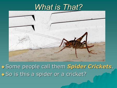 What is That?  Some people call them Spider Crickets.  So is this a spider or a cricket?