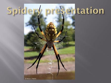  “The garden spider is very harmless to people. There are many kinds of garden spiders. The Garden Spider hunts first. It stays very still in the middle.