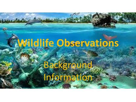 Wildlife Observations Background Information. Mammals Mammals are endothermic – Endothermic – They produce their own body heat. They are vertebrates (they.