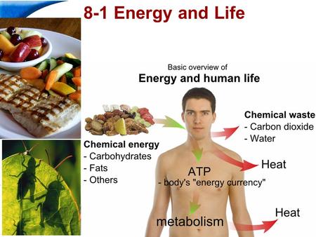 End Show Slide 1 of 20 8-1 Energy and Life. End Show 8-1 Energy And Life Slide 2 of 20 Copyright Pearson Prentice Hall Autotrophs and Heterotrophs Living.