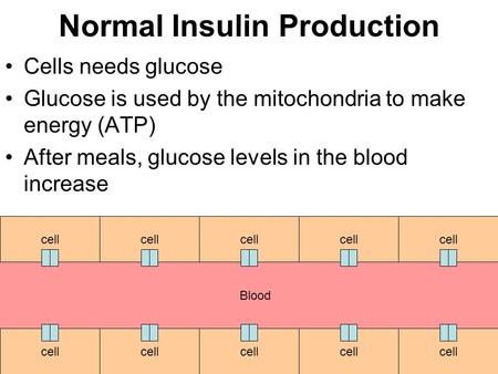 Normal Insulin Production Cells needs glucose Glucose is used by the mitochondria to make energy (ATP) After meals, glucose levels in the blood increase.