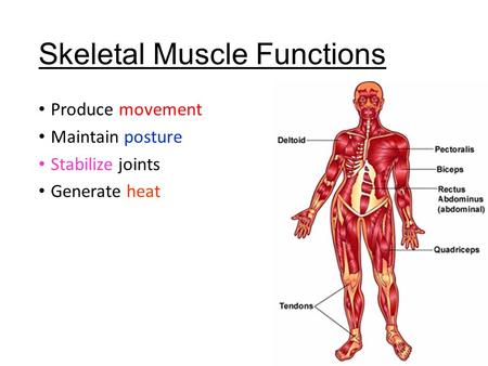 Skeletal Muscle Functions