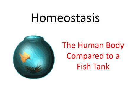 Homeostasis The Human Body Compared to a Fish Tank.